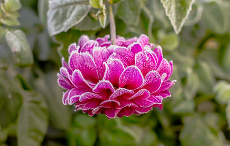 Beautiful Red Dahlia Flower Garden With Rime On Petals Closeの写真素材