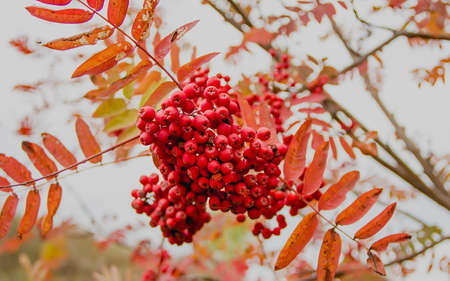 a bunch of rowan berries on a branch on a bright autumn day. close-up