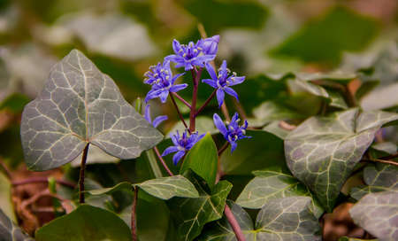 beautiful blue flowers in the meadow. close-up
