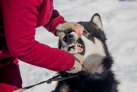 dog handler examines the teeth of a beautiful dog on a winter day. close-upの写真素材