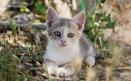 young beautiful cat hides in the shade of trees during the day. in summer