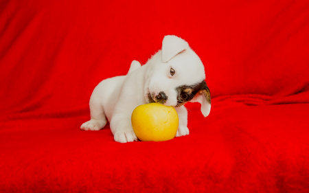 Handsome puppy of Jack Russell Terrier breed with an apple on a red background.の写真素材