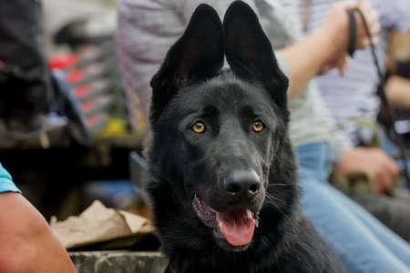 young beautiful dog of breed German shepherd. portraitの写真素材
