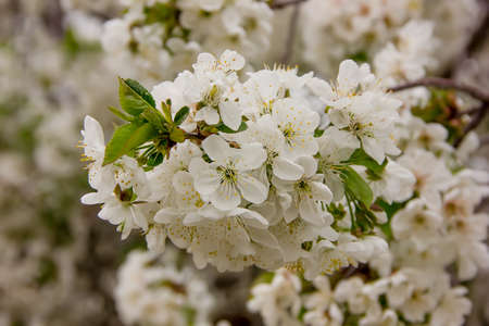 beautiful white blooming apple trees on a sunny day. close-up