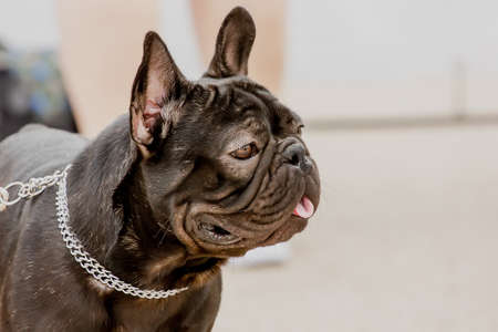 Portrait of a dog of breed French Bulldog. close-upの写真素材