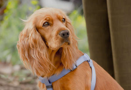 Portrait of a dog of breed American Cocker Spaniel. close-upの写真素材