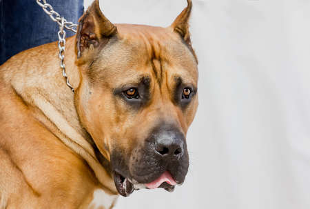 Portrait of a dog of breed Italian Cane Corso. close-up