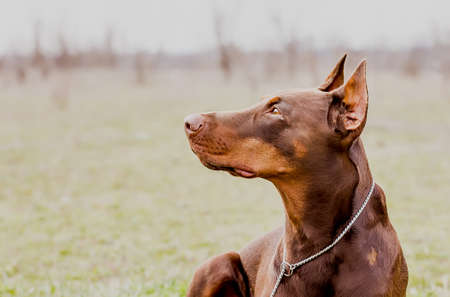 Graceful Doberman Pinscher in a clearing on a clear day. close-upの写真素材