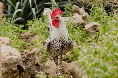 Beautiful Rooster for a walk on a clear day. close-up