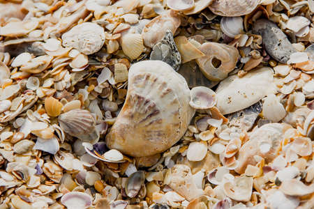 Multi-colored shells from molluscs on the seashore. close-up