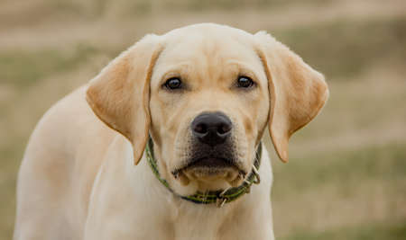Beautiful puppy of the Labrador Retriever breed on a sunny day. portrait