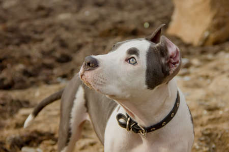 Adorable American Staffordshire Terrier puppy on a clear day. close-upの写真素材
