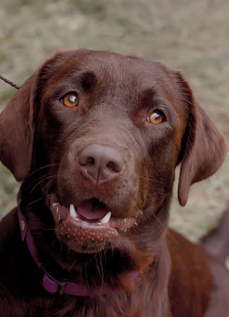 Portrait of a dog breed Labrador summer day. close-upの写真素材