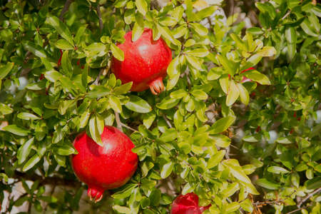 Ripe Beautiful Pomegranates On a tree on a clear day. Close-upの写真素材