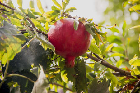 Ripe Beautiful Pomegranates On a tree on a clear day. Close-upの写真素材