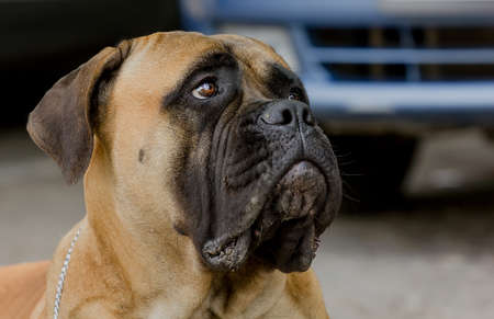 Portrait of a beautiful dog of the Italian breed Cane Corso with an expressive look. Detailの写真素材