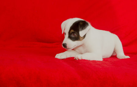 Beautiful white purebred puppy on a red background in the studio. close-upの写真素材