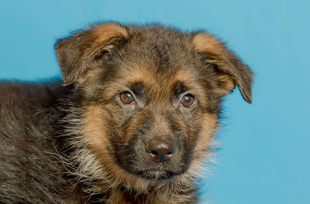Beautiful portrait of a German Shepherd puppy .close-upの写真素材