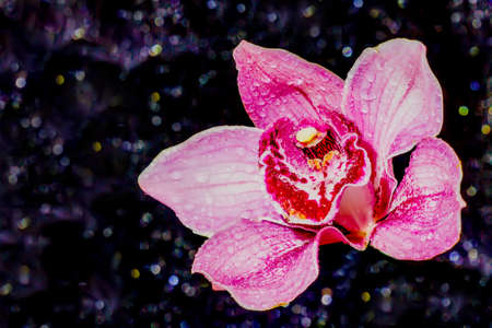 Beautiful Orchid flower with drops on a dark background with bokeh. close upの写真素材