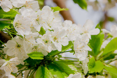 Beautiful white cherry blossoms on a clear spring day. close up
