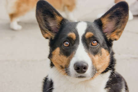 Beautiful dog breed Welsh Corgi on a clear day portraitの写真素材