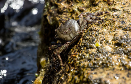 Sea crab on the Black Sea coast on a clear day. close up