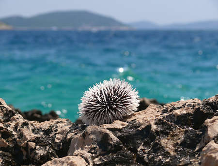 Sea urchin on the stonesの写真素材