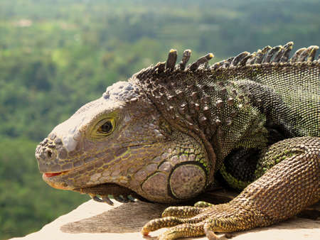 Leguanの写真素材