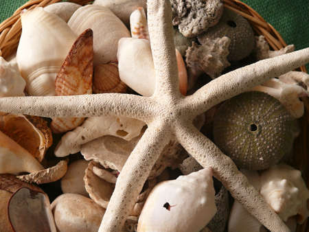 five-pointed star-dried