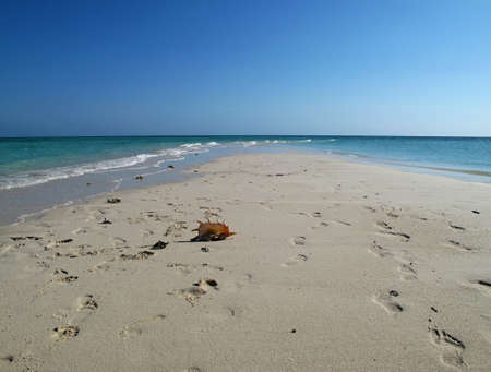 sea ââbeach in the indian oceanの写真素材