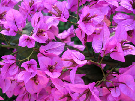 bougainvillea  detail