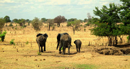 elephant family
