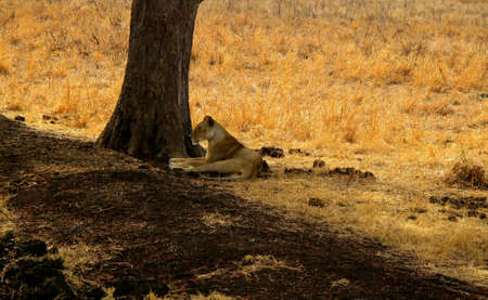 lioness lying under a tree on the reservation mikumi, tanzaniaの写真素材