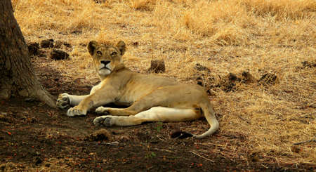 lioness lying under a tree on the reservation mikumi, tanzaniaの写真素材
