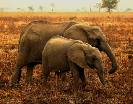 female with a calf in the savanna in tanzania
