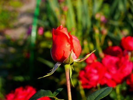 rosebud red in gardenの写真素材