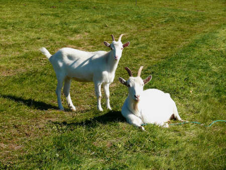 domestic goat grazing on grass