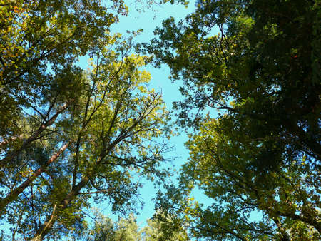 treetops