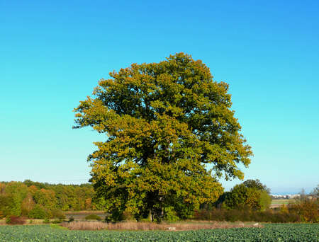 standing oak tree