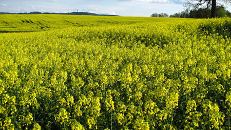 oilseed rape field