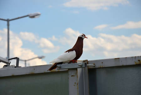 pigeonの写真素材