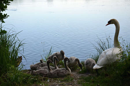 white swans with babiesの写真素材