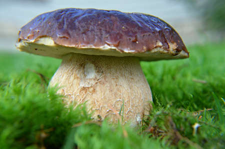 mushroom boletus aestivali