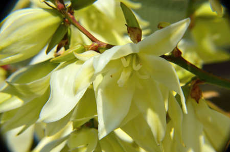 white flowers in garden yucca filamentosaの写真素材