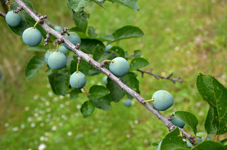 plum tree branches の写真素材