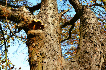 chestnut without leaves in autumnの写真素材
