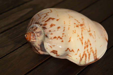 sea mussels on the wooden table