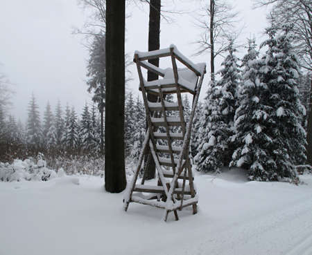 ladder in the winter woods の写真素材