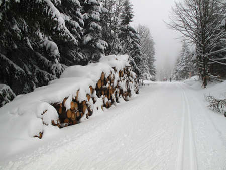 wood logs in the winter forest