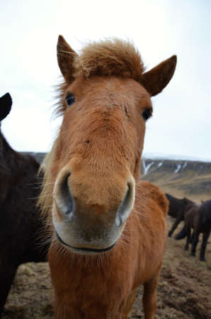 Icelandic horse detail of head の写真素材